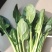 精品小菠菜大量上市