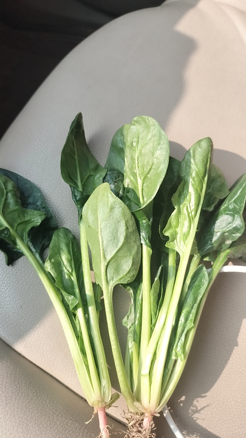 精品小菠菜大量上市