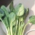 精品小菠菜大量上市