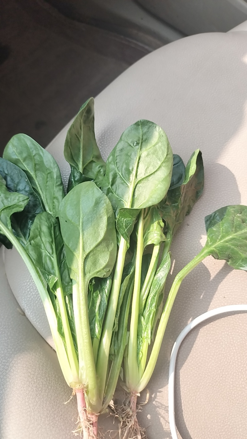 精品小菠菜大量上市