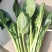 精品小菠菜大量上市