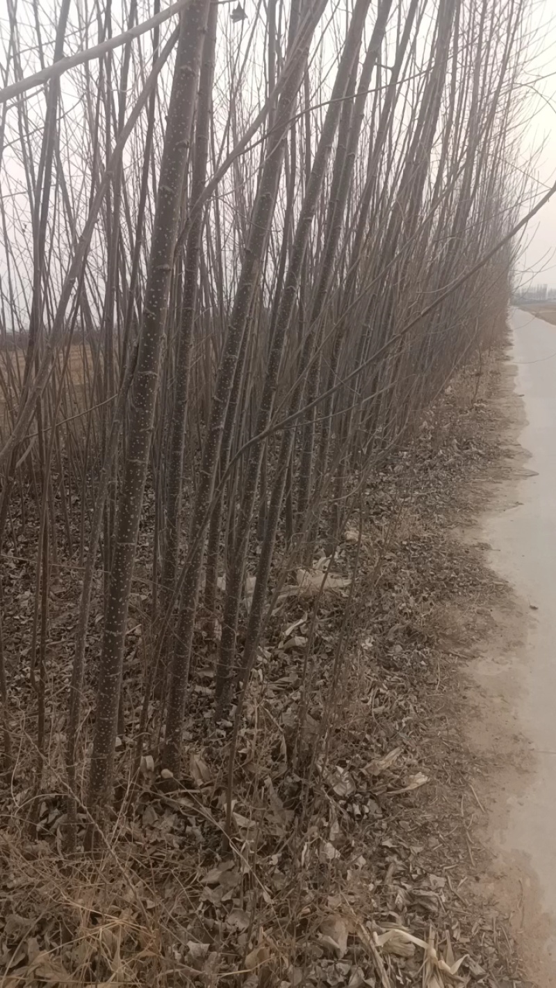 107速生杨树苗和毛白杨树苗大量有货