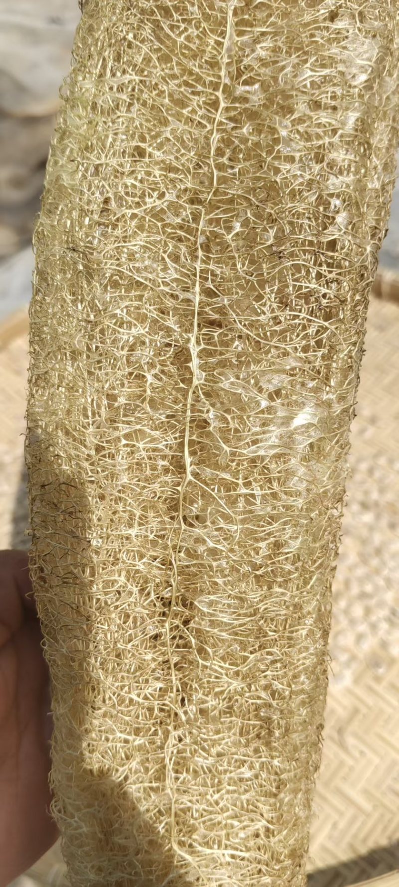 丝瓜络干丝瓜络产地直供量大从优品质好价格美欢迎咨询