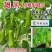 佰嘉赞雄风瓠瓜种子中早熟短棒蒲瓜种子皮色翠绿如青玉瓠瓜种
