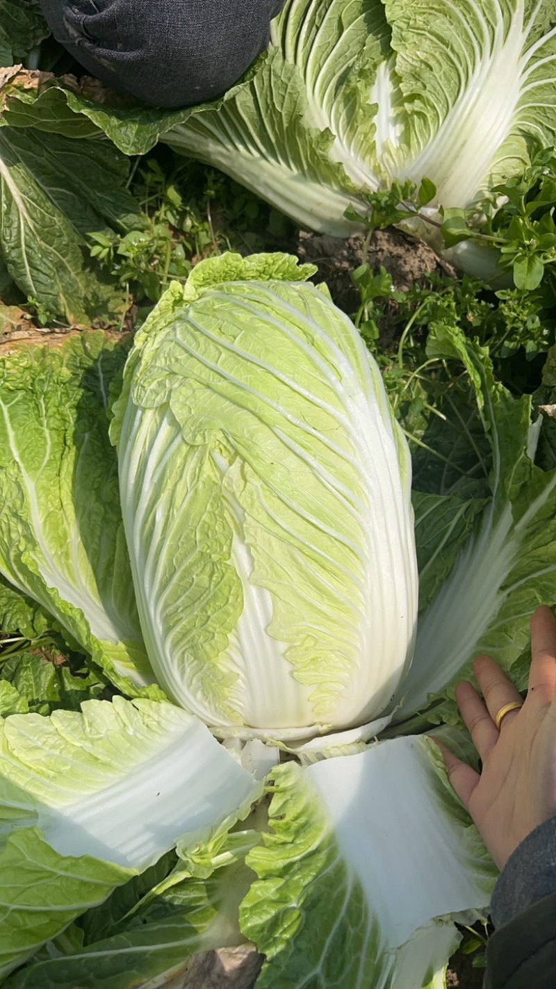 大白菜