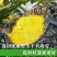 野生十大功劳，片