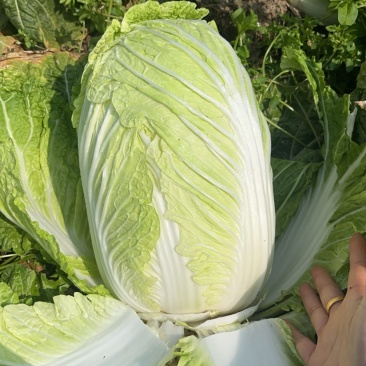 大白菜