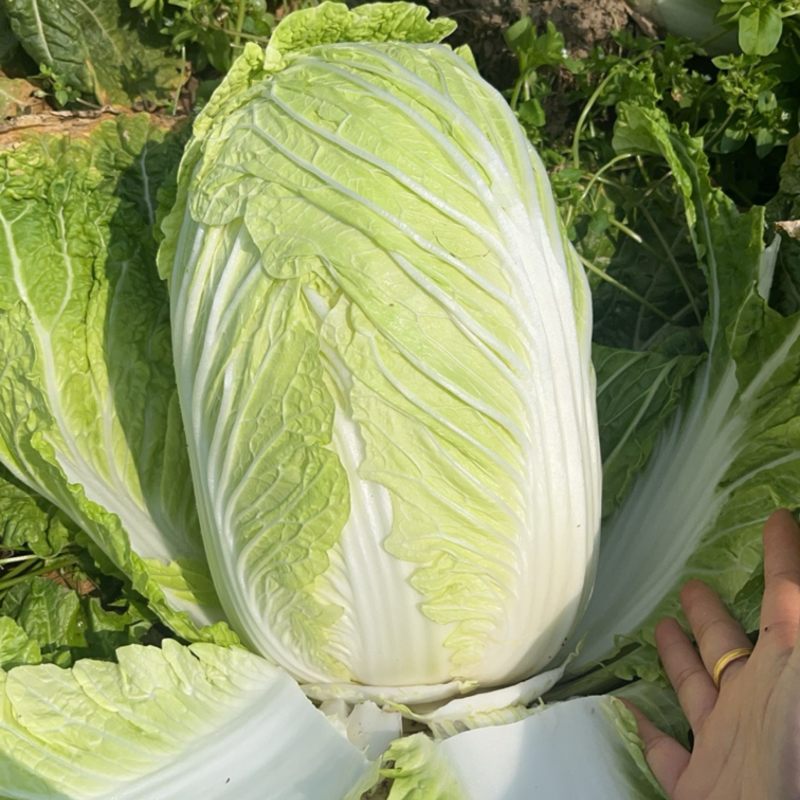 大白菜