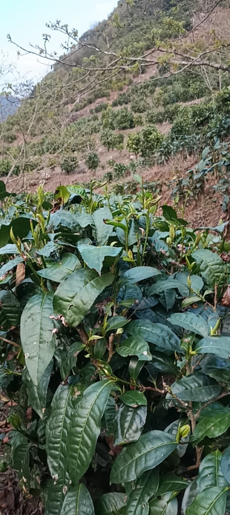 纯手工绿茶