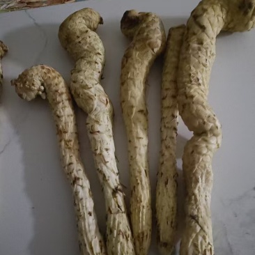 塔克拉玛干沙漠的肉苁蓉。