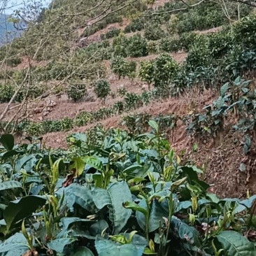 纯手工绿茶