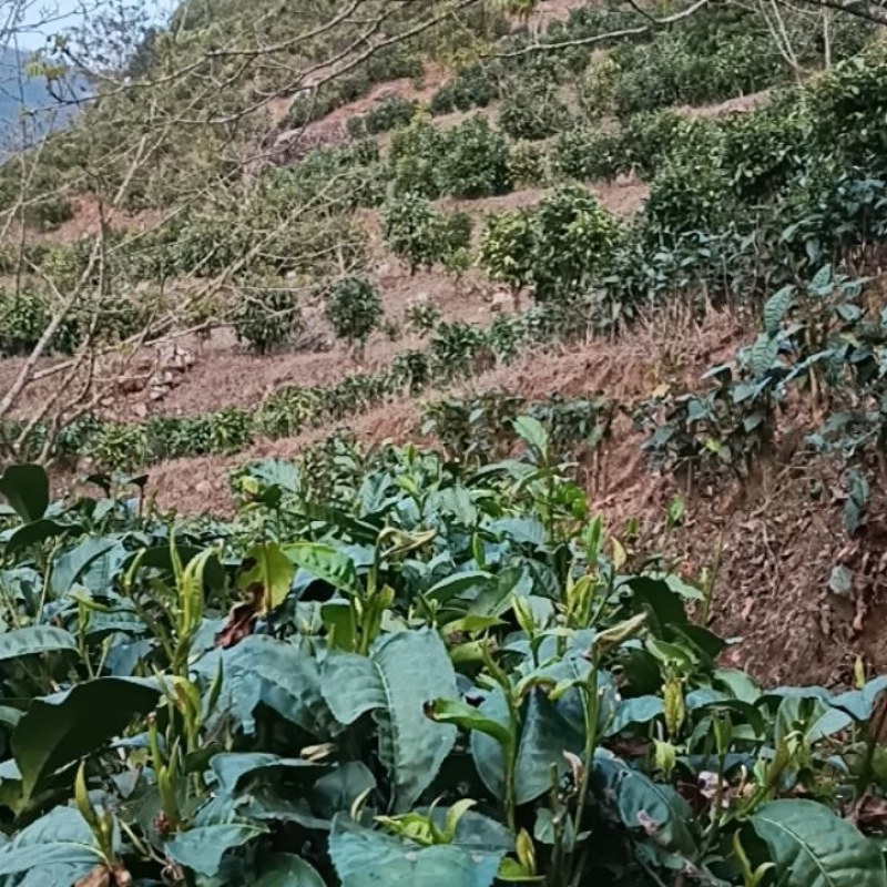 纯手工绿茶