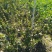 中华木绣球大毛球高度80一1m，基地有量，欢迎来订购。
