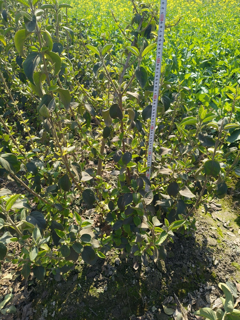 中华木绣球大毛球高度80一1m，基地有量，欢迎来订购。