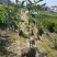 中华木绣球大毛球高度80一1m，基地有量，欢迎来订购。