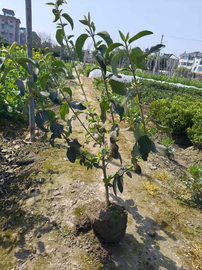中华木绣球大毛球高度80一1m，基地有量，欢迎来订购。