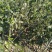 中华木绣球大毛球高度80一1m，基地有量，欢迎来订购。