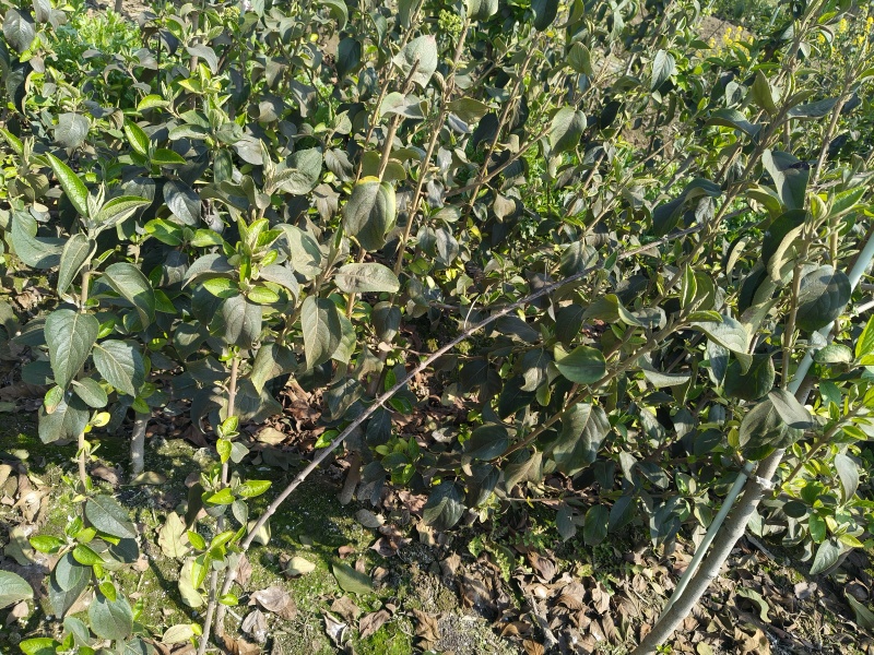 中华木绣球大毛球高度80一1m，基地有量，欢迎来订购。