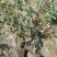 中华木绣球大毛球高度80一1m，基地有量，欢迎来订购。