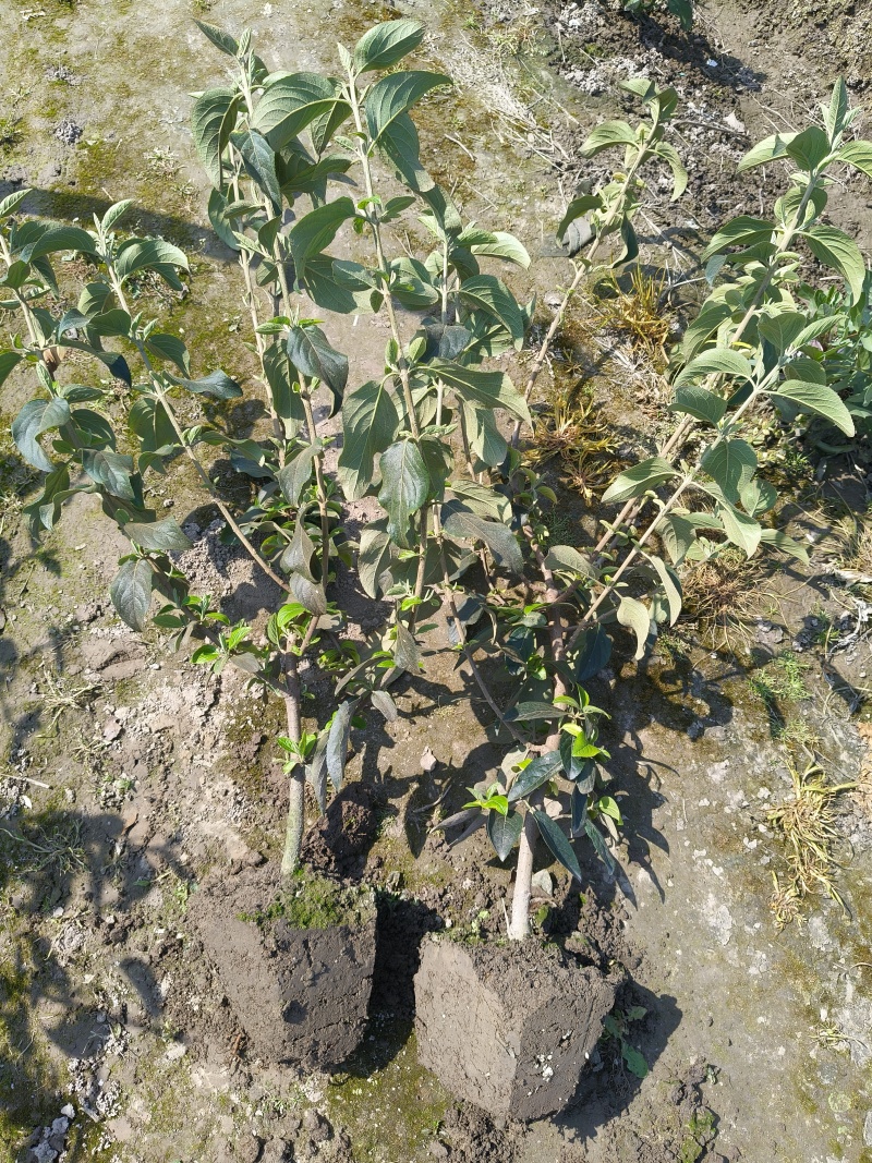 中华木绣球大毛球高度80一1m，基地有量，欢迎来订购。