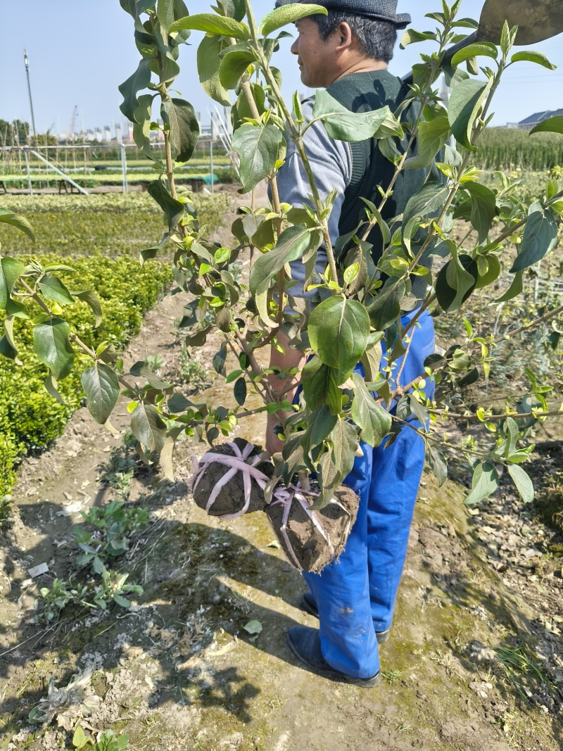 中华木绣球大毛球高度80一1m，基地有量，欢迎来订购。