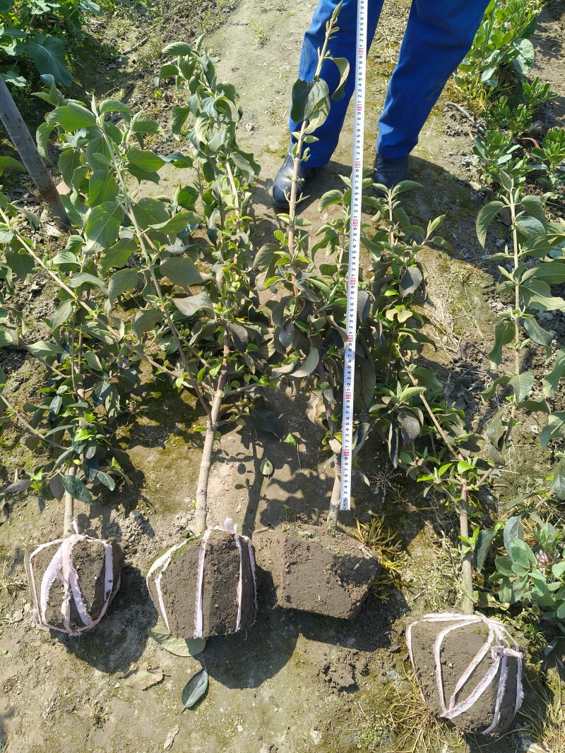中华木绣球大毛球高度80一1m，基地有量，欢迎来订购。