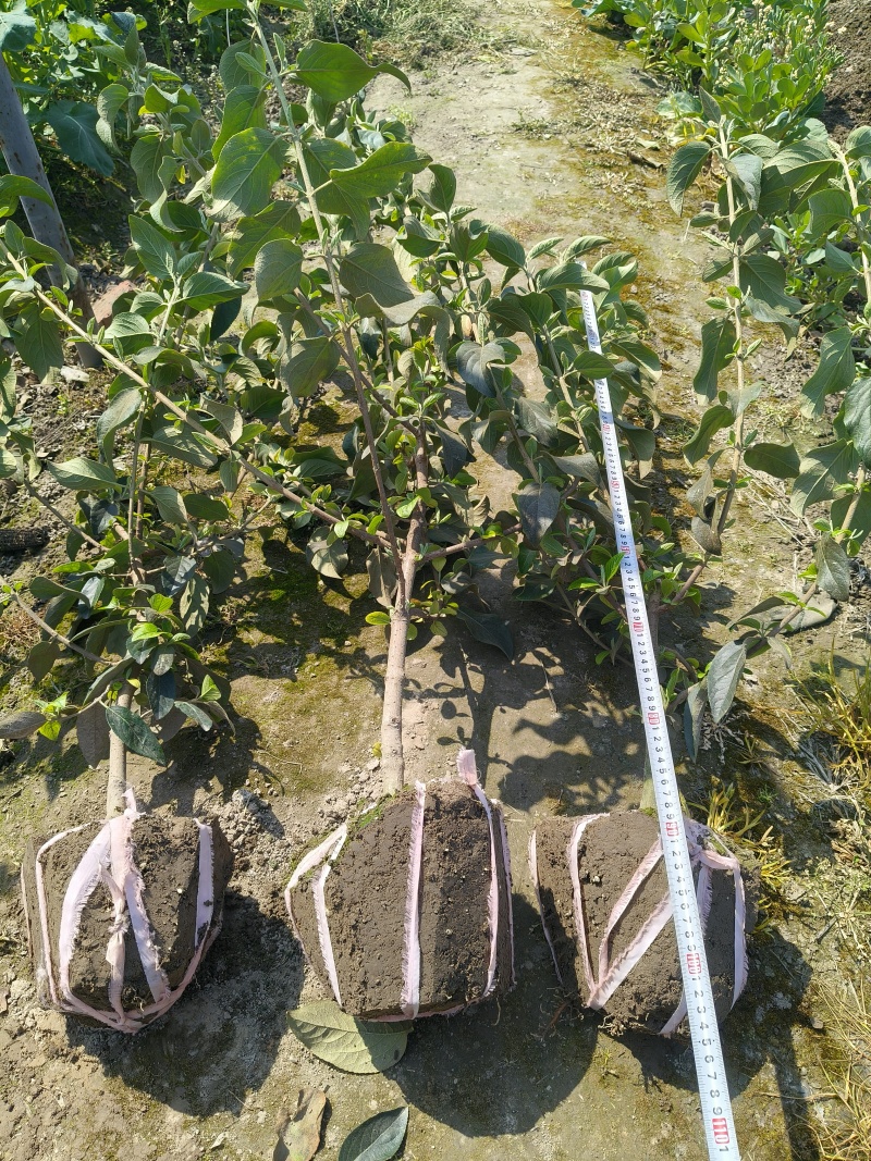 中华木绣球大毛球高度80一1m，基地有量，欢迎来订购。