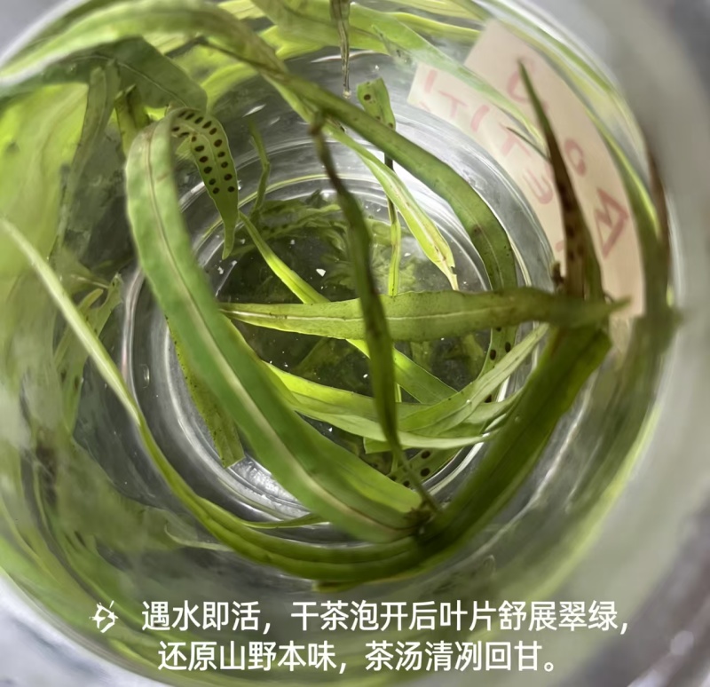 云南省保山市化石草