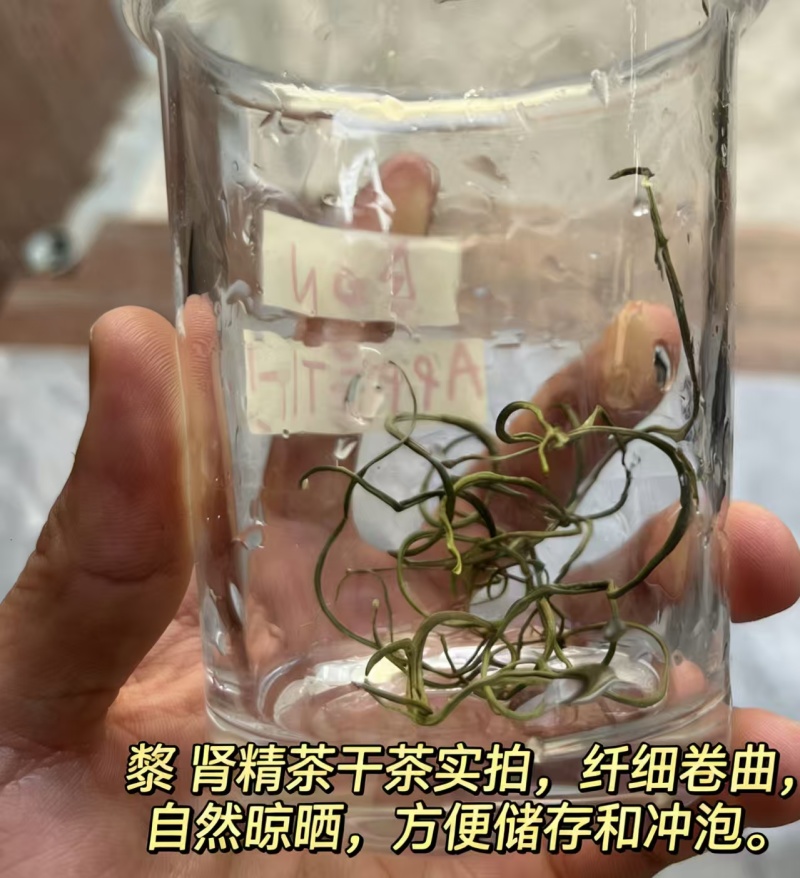 云南省保山市化石草