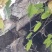 农村野生土蜂蜜***********