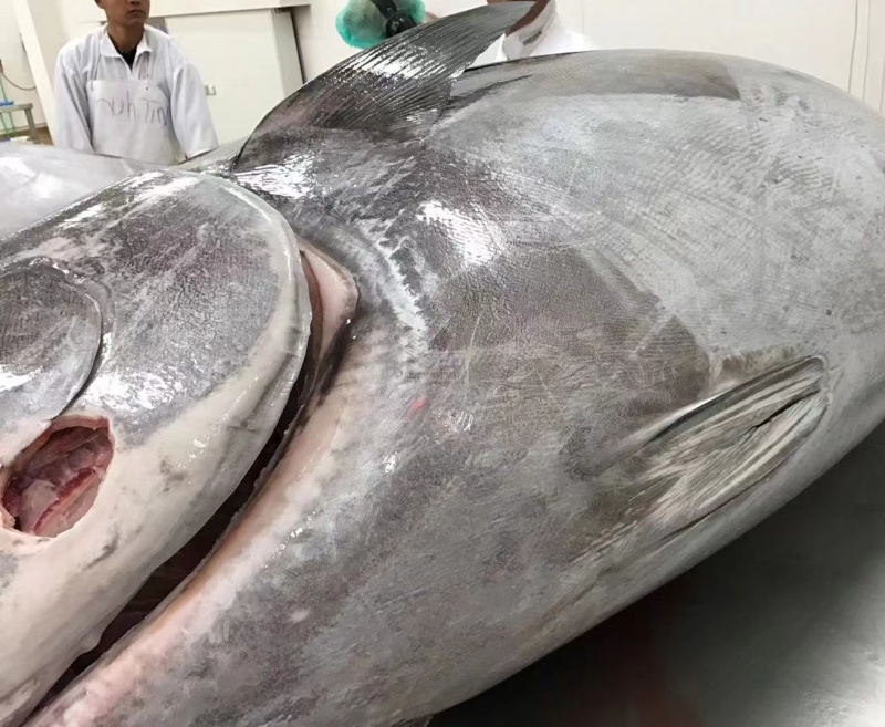 冰鲜蓝鳍