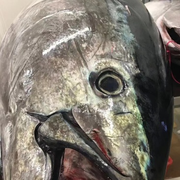 冰鲜蓝鳍