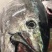 冰鲜蓝鳍