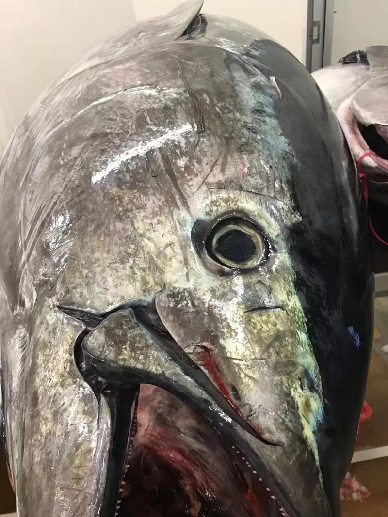 冰鲜蓝鳍
