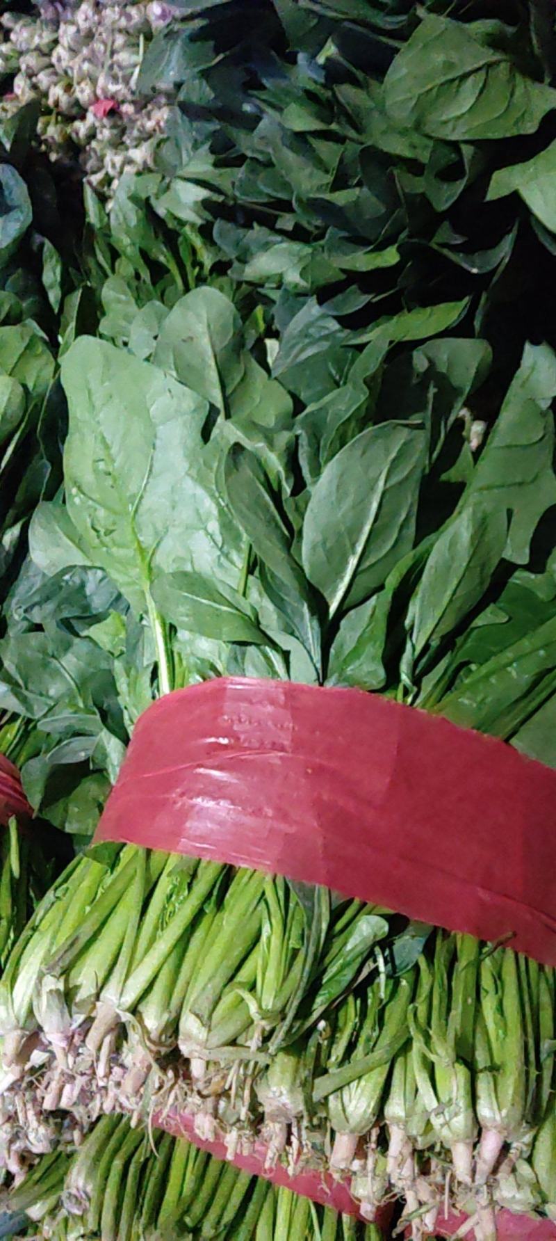 精品菠菜