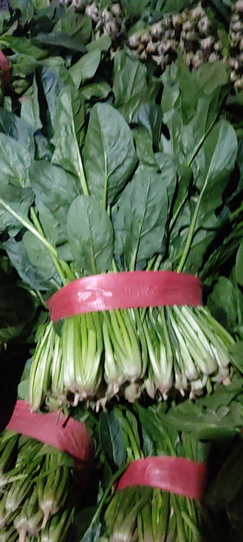精品菠菜