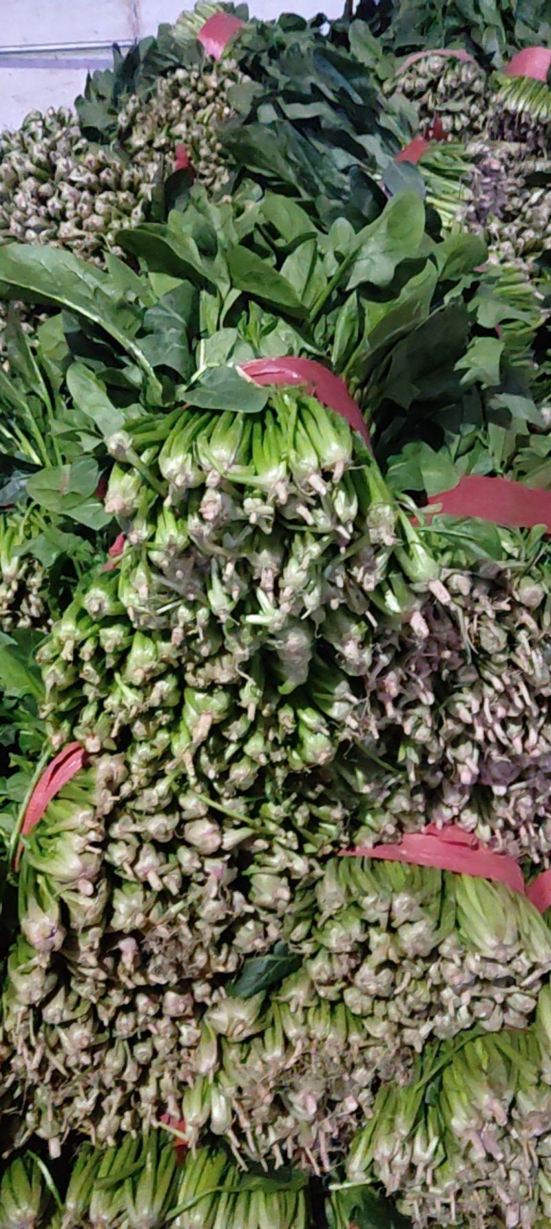 精品菠菜