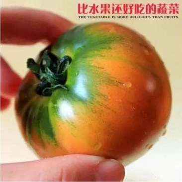 盘锦碱地柿子