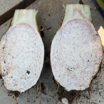 云南芋头香芋基地直发对接商超团购电商一条龙服务