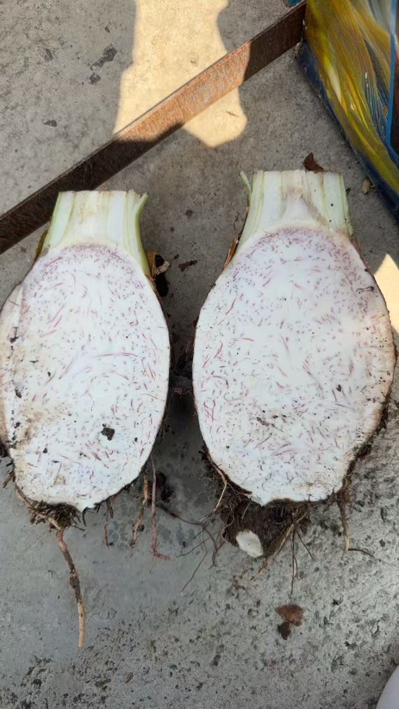 云南芋头香芋基地直发对接商超团购电商一条龙服务