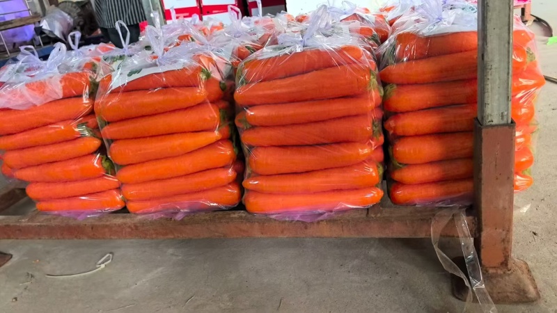厦门红萝卜大量供应，超市，电商，市场，加工厂，