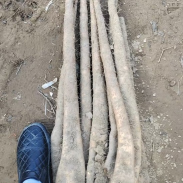 精品佛手山药紫药佛手基地一手货源量大价优可视频