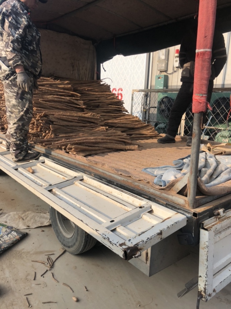 精品佛手山药紫药佛手基地一手货源量大价优可视频