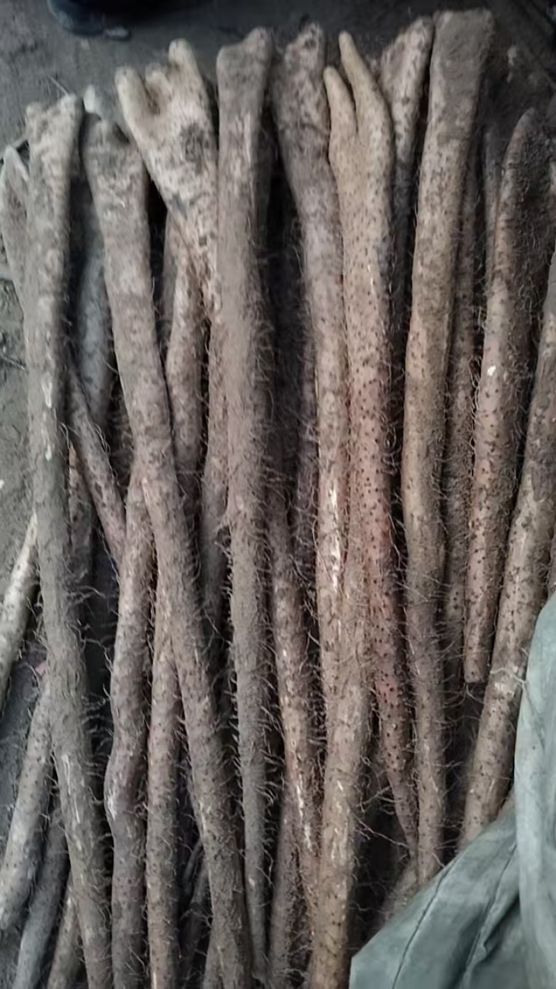 精品佛手山药紫药佛手基地一手货源量大价优可视频