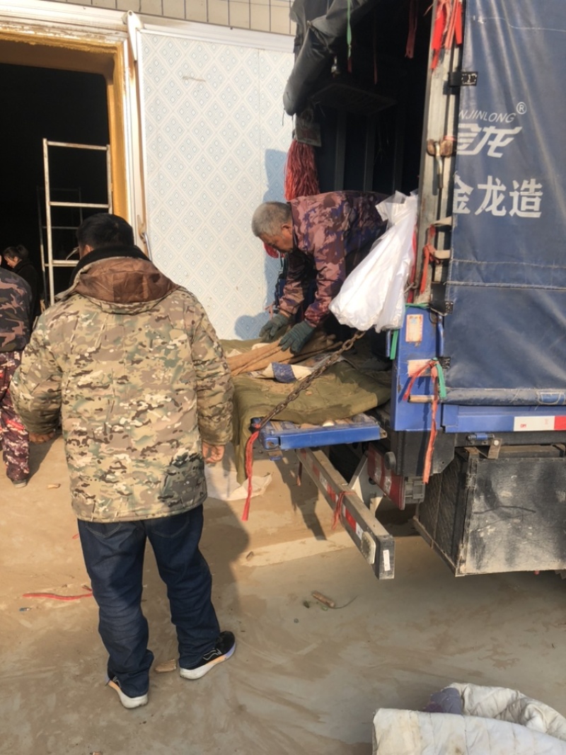 精品佛手山药紫药佛手基地一手货源量大价优可视频