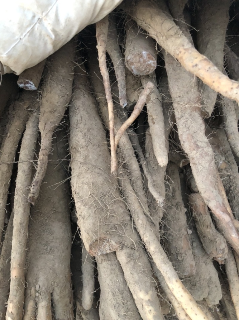 精品佛手山药紫药佛手基地一手货源量大价优可视频