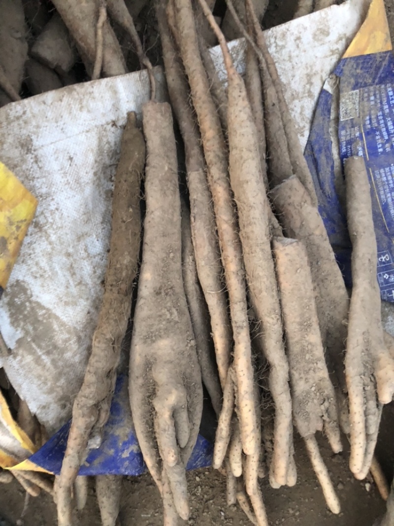精品佛手山药紫药佛手基地一手货源量大价优可视频