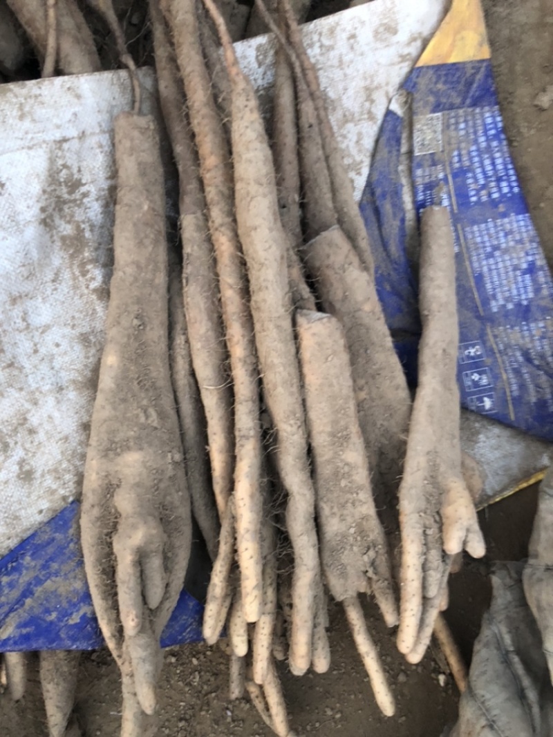 精品佛手山药紫药佛手基地一手货源量大价优可视频