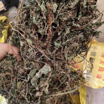 车前草产地直销量大从优欢迎选购
