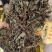 车前草产地直销量大从优欢迎选购
